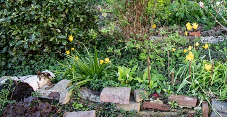 Een groene tuin, met een klein muurtje van bakstenen, en verschillende soorten groene planten, en gele en witte tulpen.