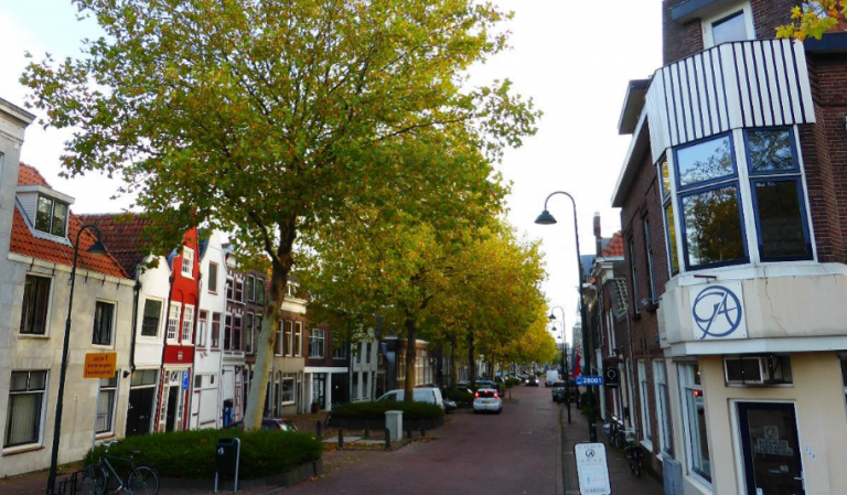 De straat Nieuwehaven, met een aantal van de platanen, in groen-gele bloei.