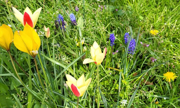 Op de afbeelding ziet u verschillende bloemen in een grasveld.