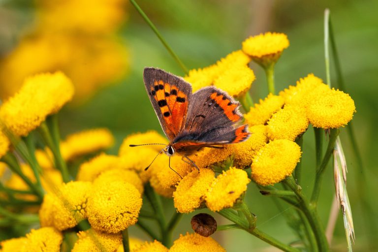 Op de foto is een oranje vlinder te zien die op een gele bloem zit.