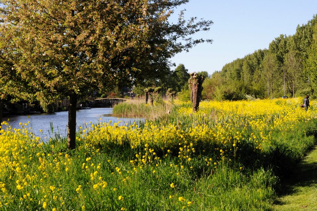 Foto van wilde bloemen langs het water op een zonnige dag