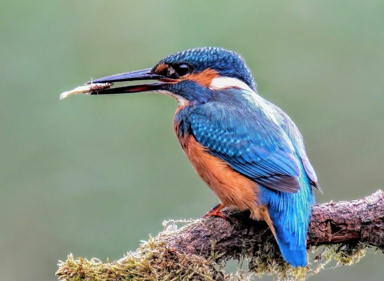 Een ijsvogel zit op een tak met een visje in zijn snavel. De foto is gemaakt door Ton Bos.