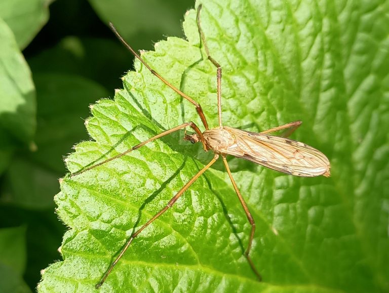 insect op blad