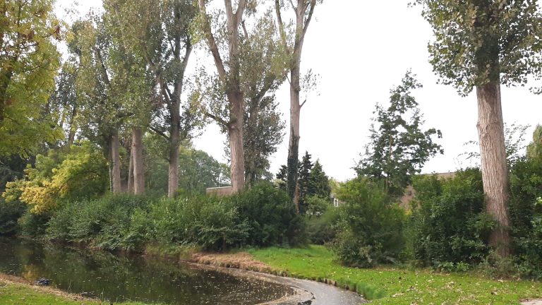 Op de foto staan meerdere bomen aan de rand van de sloot.
