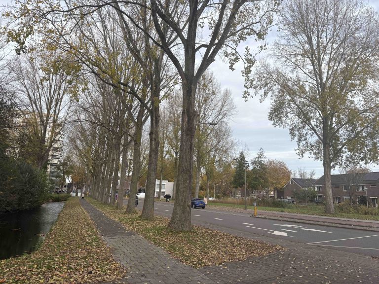 Een rij populieren aan de Ridder van Catsweg.