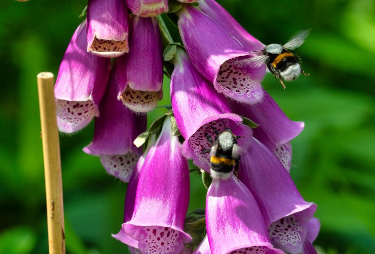 Foto van een aardhommel bij paars vingerhoedskruid.