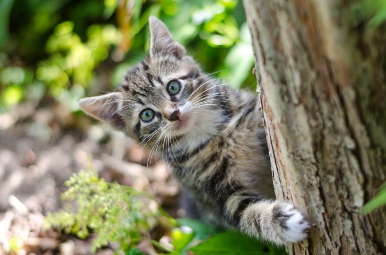 Een foto van een kitten in de tuin.