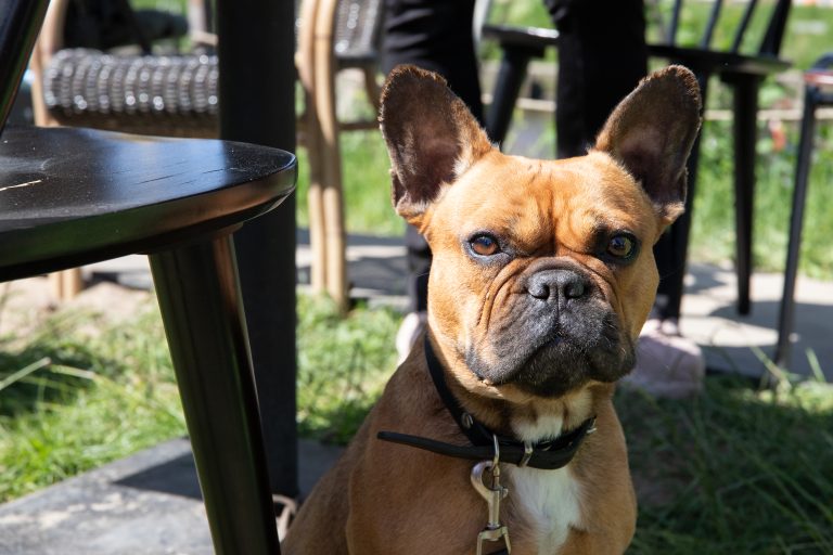 Hond zit op een grasveld naast een tafeltje.
